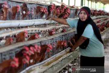 Peternakan Ayam Petelur