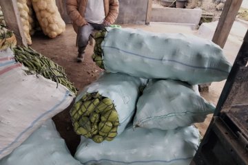 Pedagang pengepul buang sayuran yang tak laku Lambar