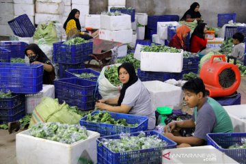 Ekspor sayur ke Malaysia melalui Dumai meningkat