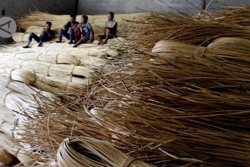 Bea Cukai gagalkan ekspor ilegal 100 ton rotan batangan