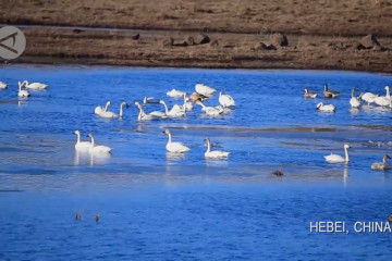 Lahan basah Bashang di China utara surga kawanan burung migran