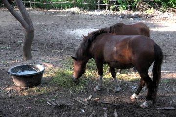Horses of Gili, upaya selamatkan kuda pekerja Gili