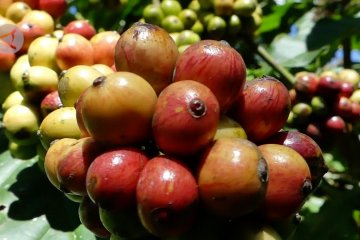 Upaya DPD RI buka akses pasar internasional bagi kopi Temanggung