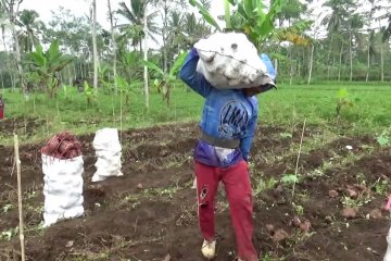 Dinas Pertanian Lumajang dorong petani ubi jalar olah hasil panen