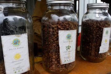 Geliat petani kopi milenial Solok Radjo yang mendunia