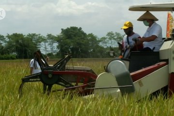 Pemkab dan Pupuk Indonesia tingkatkan produktivitas padi petani Jember