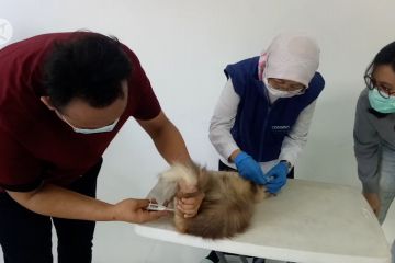 Pemkot Tangerang vaksinasi rabies 50 hewan peliharaan