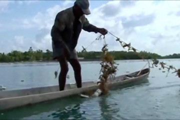 Gandeng UHO, Sultra dorong milenial manfaatkan rumput laut