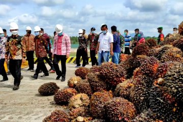 Keberadaan pabrik sawit ketujuh di Bangka tekan angka pengangguran