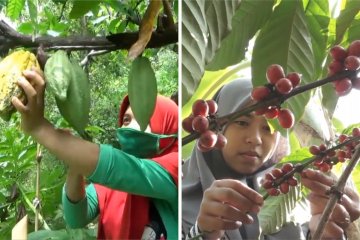 Pemkab Madiun dorong pengolahan produk kakao dan kopi