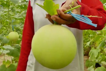 Budidaya melon super hasilkan Rp30 juta per bulan