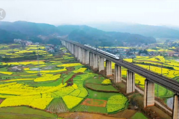 Kereta peluru China melaju lintasi ladang bunga rapa