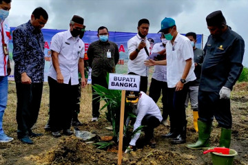 63 Hektare kebun sawit di kabupaten Bangka diremajakan