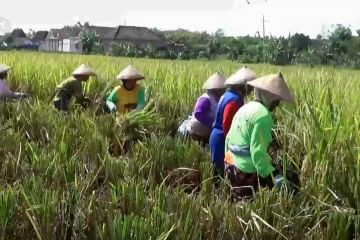 Pemkab Ngawi minta pemerintah pusat katrol harga beras