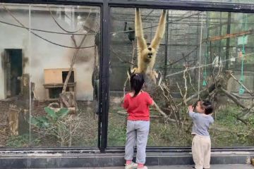 Musim semi ceriakan satwa di Kebun Binatang Guangzhou, China