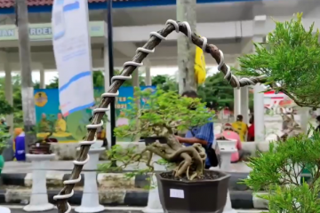 Bonsai, penghilang kejenuhan warga Bangka saat pandemi