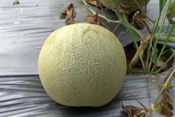 Potret petani melon milenial dari Banjarbaru - Kalsel