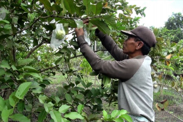 Sukses petani buah mengubah lahan gambut menjadi lahan produktif