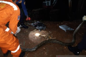 Damkar Jaksel evakuasi ular sanca dari rumah warga di Jagakarsa