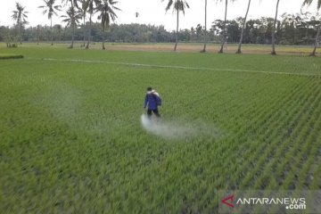 Kementan: Pupuk subsidi tingkatkan produksi beras nasional
