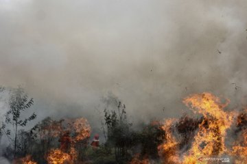 Kebakaran lahan di Pekanbaru