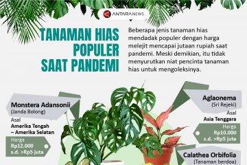 Tanaman hias populer saat pandemi