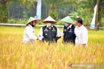 Menteri Pertanian ikut panen raya padi di OKU Timur
