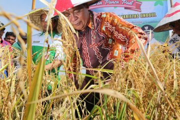 Surplus beras sejak 2016, Kalsel cetak sejarah ketahanan pangan