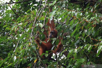 1.968 ekor orangutan hidup di kawasan Taman Nasional Kapuas Hulu