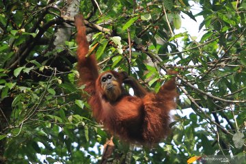 Tiga ekor orangutan dilepasliarkan di kawasan TNBK Kapuas Hulu