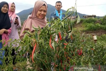 Panen Cabai