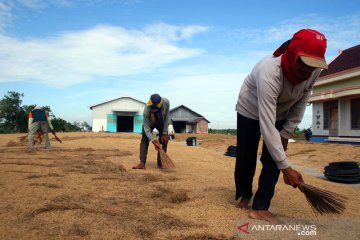 Penyusutan hasil panen masih jadi masalah penggilingan padi kecil