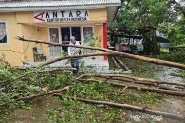 Aktivitas warga Kupang lumpuh dampak angin kencang