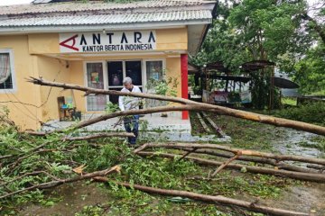 Kota Kupang nyaris lumpuh, sejumlah ruas jalan tertutup pohon tumbang