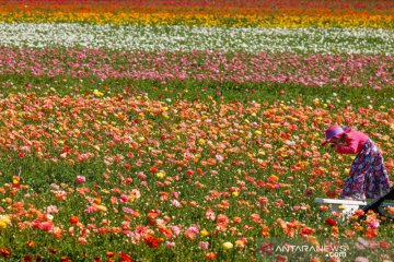 Bunga warna-warni mekar di The Flower Fields California