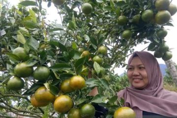 Agrowisata Petik Jeruk Sumbar