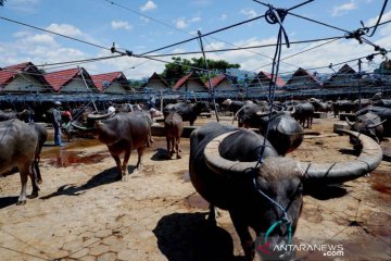 Pasar kerbau Toraja