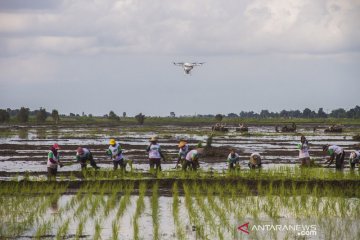 Perkembangan program Food Estate di Kalimantan Tengah