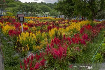 Wisata taman bunga di Sigi