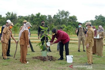Pemprov Kalsel targetkan tanam satu juta pohon endemik