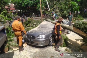 Diterpa angin kencang, pohon besar tumbang timpa lima mobil di Bandung