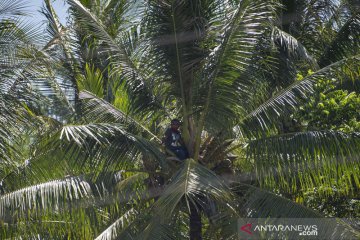 Antusiasme warga sambut Presiden di Adonara