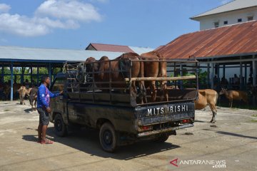 Transaksi Ternak Jelang Tradisi Meugang Ramadhan di Pasar Hewan