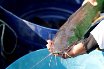 KKP kembangkan strain unggulan ikan lele Mutiara