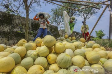 Permintaan buah melon meningkat saat Ramadhan