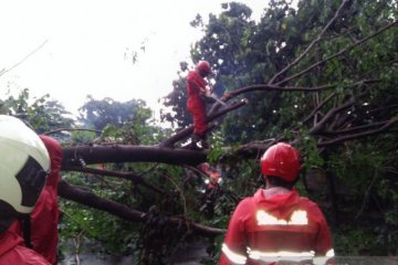 Damkar tangani pohon tumbang timpa mobil di Kebayoran Baru