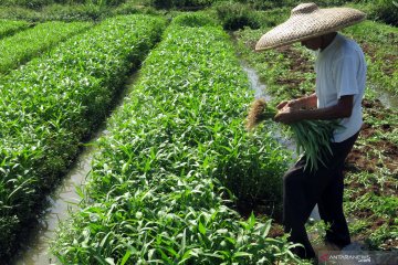Peneliti: Perluas akses pasar produk pertanian saat pandemi