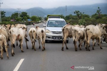 Ketersediaan daging sapi nasional