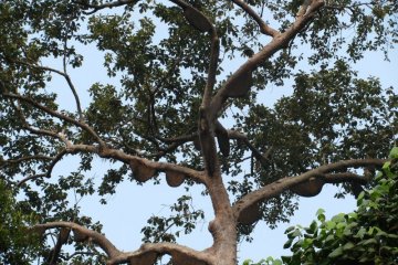 Pohon adat Sialang ditetapkan Kementerian LHK sebagai pohon dilindungi