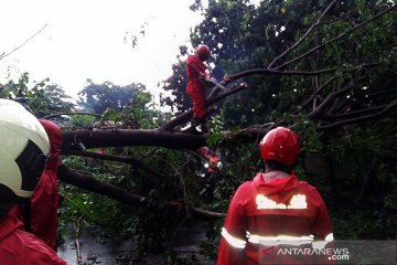 Sudin Pertamanan Jakarta Timur evakuasi 57 pohon tumbang
